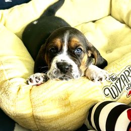 Boq - Black and white Basset Hound puppy in Bremerton, Washington from Over the Rainbow Basset Hounds