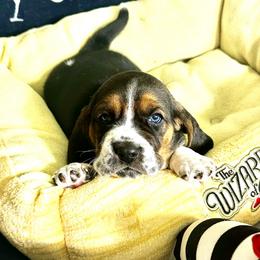 Boq - Black and white Basset Hound puppy in Bremerton, Washington from Over the Rainbow Basset Hounds
