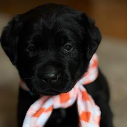 Brook - Black female Labrador Retriever puppy in Taylors, South Carolina from Spring Water Labs of the Carolinas