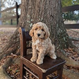 Blue - Red  male Goldendoodle puppy in Prattville, Alabama from Jericho Junction Doodles and Poodles