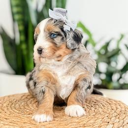Gouda - Blue merle female Aussiedoodle puppy in Sharpsburg, Georgia from Steindoodles
