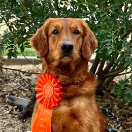 Kylo - Golden Retriever