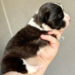 American Corgi Puppies from 5H Corgis