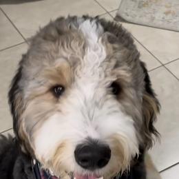 American Eskimo Dog and Bernedoodle Puppies from Shadow Kennels