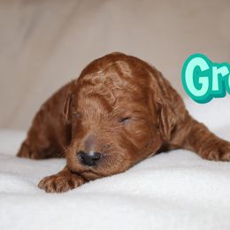 Groot - Red  male Poodle puppy in Sheridan, California from Renegade Standard Poodles