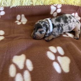Dachshund Puppies from TLC Dachshund