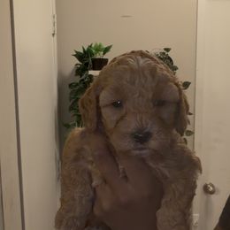Sunny - Red and white female Cockapoo puppy in Marietta, Georgia from PupsofPepper