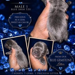 Cobolt - Blue male Shih Tzu puppy in Eunice, Louisiana from 4J's Cajun Kennels