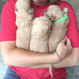 Goldendoodle Puppies from KandE Doodles