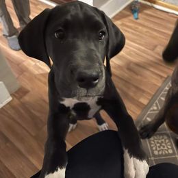 Great Dane Puppies from Andrea Aldrich's Great Danes