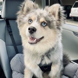 Pomsky - Pomsky