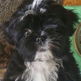 'Cocoa puff' Southpaw potty training OFA DNA - Black and white male Shih Tzu puppy in Troutville, Virginia from Mountain Pass Barn