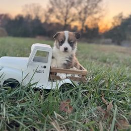 Pembroke Welsh Corgi Puppies from Clearsky Corgis