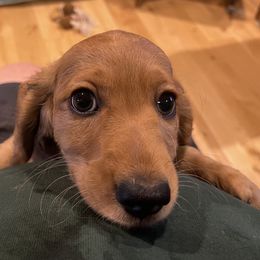Red - Red male Dachshund puppy in Sultan, Washington from Honeydew Ranch