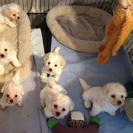  Puppies from Wendan Bichons