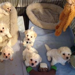  Puppies from Wendan Bichons