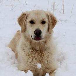 Peaches - Golden Retriever