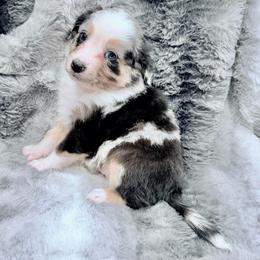 Pink collar - Blue merle female Miniature Australian Shepherd puppy in 32046, Florida from River Hill Ranch