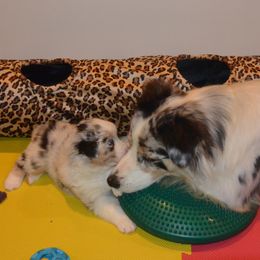 Australian Shepherd Puppies from Highline