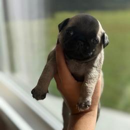 Michael - Fawn male Pug puppy in Damascus, Maryland from Elly & Junior’s Legacy