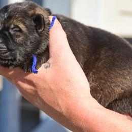 Boy 1 - Sable male German Shepherd puppy in Clarkrange, Tennessee from Vom Wolff