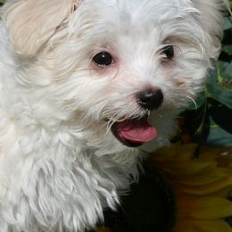 Maltese from Pupkin’s Maltese