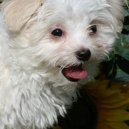 Maltese from Pupkin’s Maltese