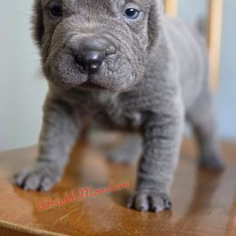 Myers - Blue male Chinese Shar-Pei puppy in Salem, Ohio from WrinkleMonsters