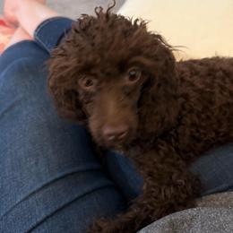 Margo - Poodle