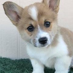 American Corgis and Pembroke Welsh Corgis from Tank’s AKC & CKC Corgis