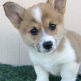 American Corgis and Pembroke Welsh Corgis from Tank’s AKC & CKC Corgis