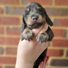 Han- AKC- Blue and Tan - Gray (blue) and tan male Dachshund puppy in Loganville, Georgia from Royal Dackel Haus
