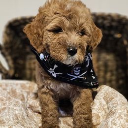 Padre - Apricot male Goldendoodle puppy in Bonham, Texas from Happy Valley Puppies