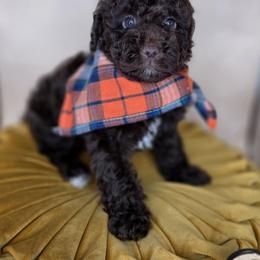 River - Chocolate male Goldendoodle puppy in Decatur, Tennessee from Diamond's Doodles