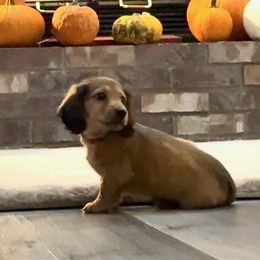 LUCAS - Red male Dachshund puppy in Visalia, California from DachGraston Dachshunds