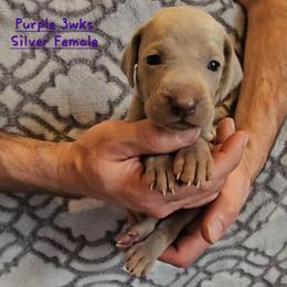 Purple Collar - Silver gray female Weimaraner puppy in Indiana from So-IN Weimaraner's