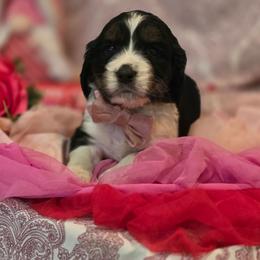 Bubbles - Tri-Roan male English Springer Spaniel puppy in Cookeville, Tennessee from Krossroads Kennel