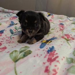 Stella - Fawn brindled black female Chihuahua puppy in Amity, Pennsylvania from Baxters Chihuahuas