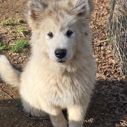 Purple collar girl - Sable and white Alaskan Malamute puppy in Grayson County, Virginia from River Bend Malamutes