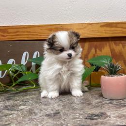 Legacy girl - Red parti female Pomeranian puppy in Weatherford, Texas from COCO'S POMS AND FRENCHIES