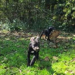 Great Dane Puppies from Trisha Self's Great Danes