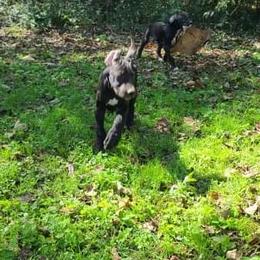 Great Dane Puppies from Trisha Self's Great Danes