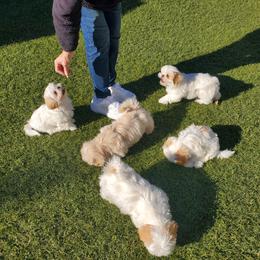 Shih Tzu Puppies from AKC Registered Purebred Shihtzus