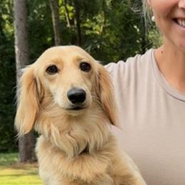 Gravy - Dachshund