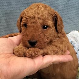 Kissy - Red Mini Poodle Raised in Home - Red  female Poodle puppy in Falcon, Missouri from Cedar House Heritage Poodles | AKC Toy & Miniature Poodle Puppies Raised in Home