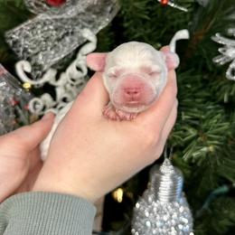 Herald - Buff and white male Cockapoo puppy in Rolla, Missouri from Diamond K