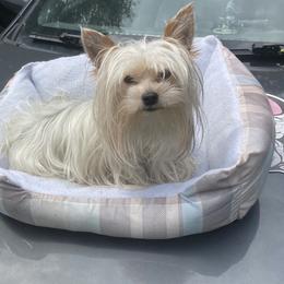 "KYLO REN" Yorkshire Terrier All Grown Up from Shirley's Yorkies