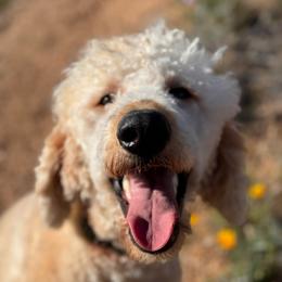Dolly - Goldendoodle