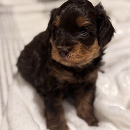 Boy 1 - Phantom male Goldendoodle puppy in Nashville, Tennessee from Tumbling Creek GoldenDoodles