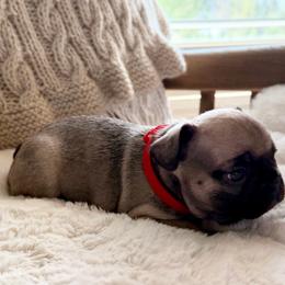 Jack - Fawn male French Bulldog puppy in Hudsonville, Michigan from Willow Farm